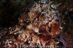 Macro of octopus by Vittorio Durante 